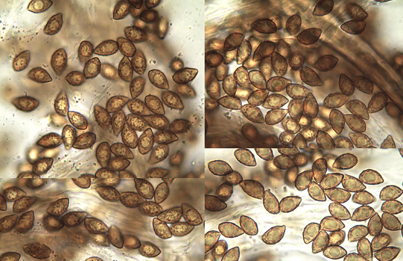 Cortinarius arcuatorum mikro